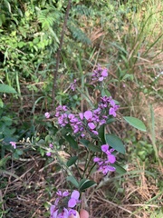 Securidaca diversifolia