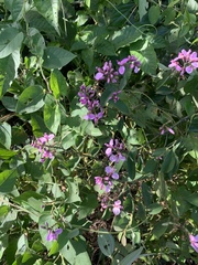 Securidaca diversifolia