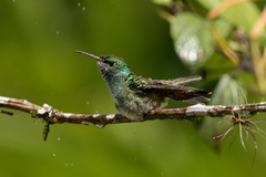 Chrysuronia versicolor