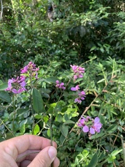 Securidaca diversifolia