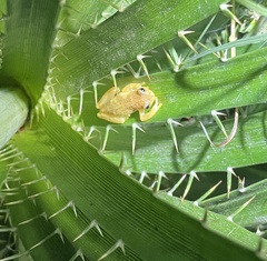 Dendropsophus sanborni