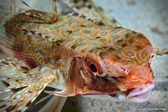 Dactylopterus volitans