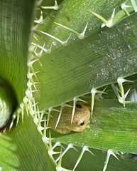 Dendropsophus sanborni