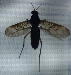 Sylvicola neozelandicus