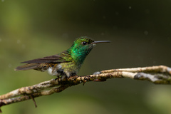Chrysuronia versicolor