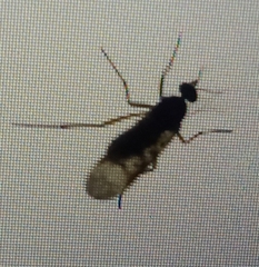 Sylvicola neozelandicus