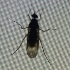 Sylvicola neozelandicus