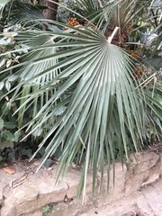 Chamaerops humilis