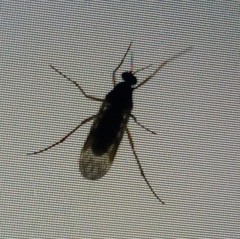 Sylvicola neozelandicus