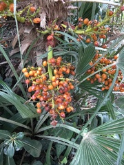 Chamaerops humilis