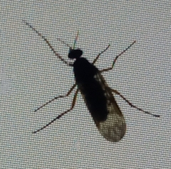 Sylvicola neozelandicus