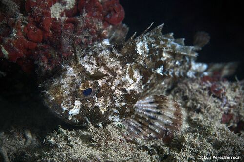 Black Scorpionfish