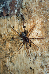 Liocranum rupicola