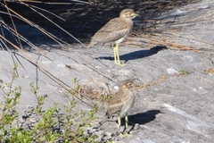 Burhinus vermiculatus