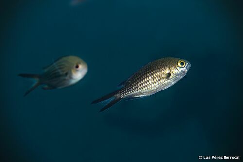 Representative image of Chromis chromis