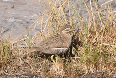 Burhinus vermiculatus