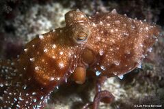 Callistoctopus macropus