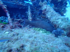 Plectropomus leopardus