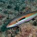 Mediterranean Rainbow Wrasse - Photo (c) Luis P. B., some rights reserved (CC BY-NC), uploaded by Luis P. B.
