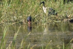 Porphyrio madagascariensis