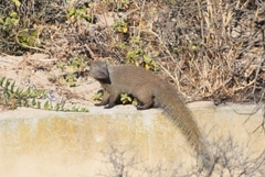 Herpestes pulverulentus