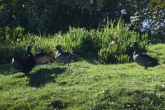 Anas undulata undulata