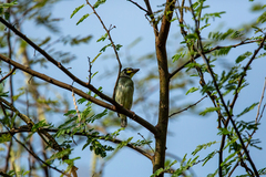 Psilopogon haemacephalus