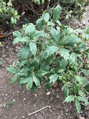 Parthenocissus quinquefolia