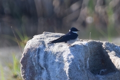 Hirundo albigularis