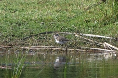 Charadrius tricollaris