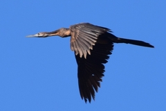 Anhinga rufa rufa