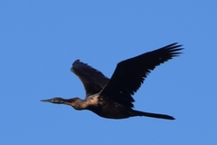 Anhinga rufa rufa