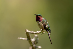 Calliphlox amethystina