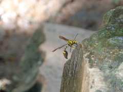 Phimenes flavopictus