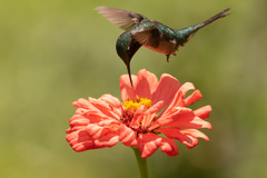 Calliphlox amethystina