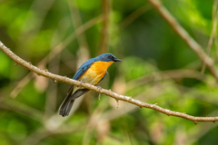 Cyornis tickelliae