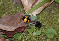 Traumatomutilla quadrinotata