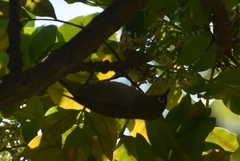 Zosterops virens capensis