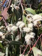 Eucalyptus radiata
