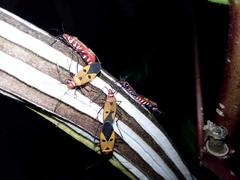 Dysdercus cingulatus