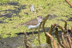 Charadrius tricollaris