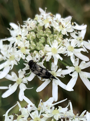 Variimorda villosa