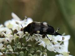 Variimorda villosa