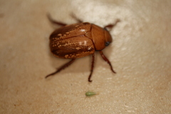 Anoplognathus concolor