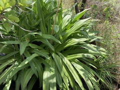 Merwilla plumbea