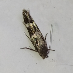 Mompha sturnipennella