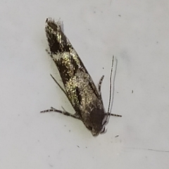 Mompha sturnipennella