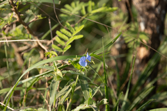 Commelina erecta