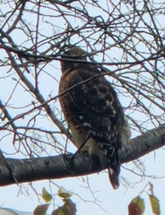 Buteo lineatus