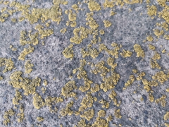Polycauliona candelaria